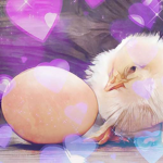 LES POULES COOL