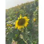 Sunflower group to join
