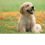 Dogs are cute studios