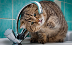 kittyGROUP!!!!!!!!!