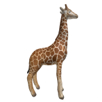 Giraffe On head