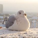 Bob The seagull Fan Club