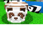 PANDA LEOPARD EVERY ANIMAL RESCUE!