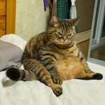 Chunky-Cat