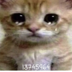 cats>you