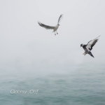 Gloomy_Oof