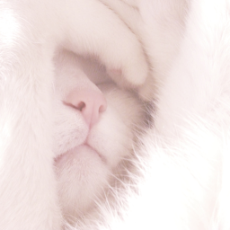 🐱