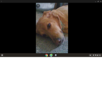 dogzarethebest