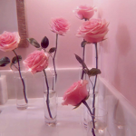 - angeliq roses -