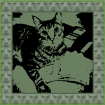 el gato clothing store