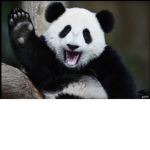 Pandacookies