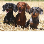 wiener dogzzzz XD