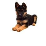 Dog’s forever