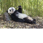 plz save the pandas!!!
