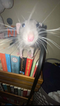 THE ONE AND ONLY RAT ARMY