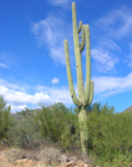 Regiment of the Holy Cacti