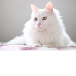 MehKittyMeow