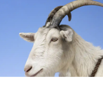 Goat fandom