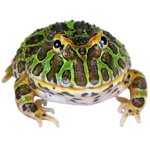 greg da frog group