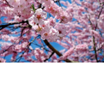 Blooming Tigers