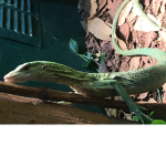 Alien chameleons