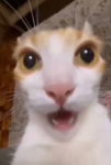 funny stinky cat