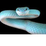 Snakes destiny group