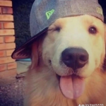 Puppie's :)