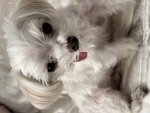 FluffyAngels[