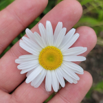 Daisy's flowers