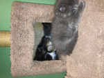 The kitten party group
