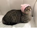 zhypy