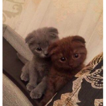 mina's friends.