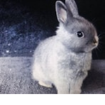 Bunny fan club.