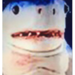 SharkInTheBlue Fan Club!