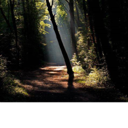 Lost in a forest