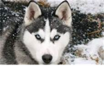 Wolf Pack 8008
