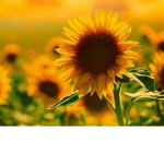 Sunflower Friend group!