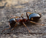 development ants