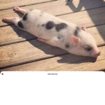 Pig squad only pig fans