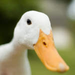 Ducklings United