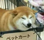 Doges Corner