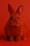 Red bun