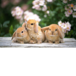 honeybunyy