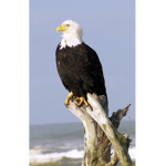 Eagle members