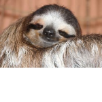 team sloth # life