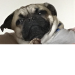 Raider pugs
