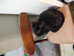 .Cat.Worshippers.