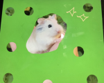 All about hamsters