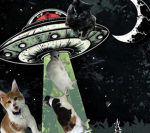 *The cats group*